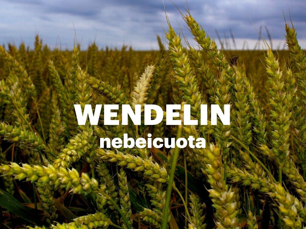 Žieminiai kviečiai WENDELIN C1, nebeicuota, 500 Kg