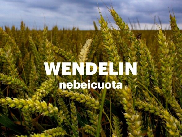 Žieminiai kviečiai WENDELIN C1, nebeicuota, 500 Kg Žieminiai kviečiai WENDELIN C1, nebeicuota, 500 Kg